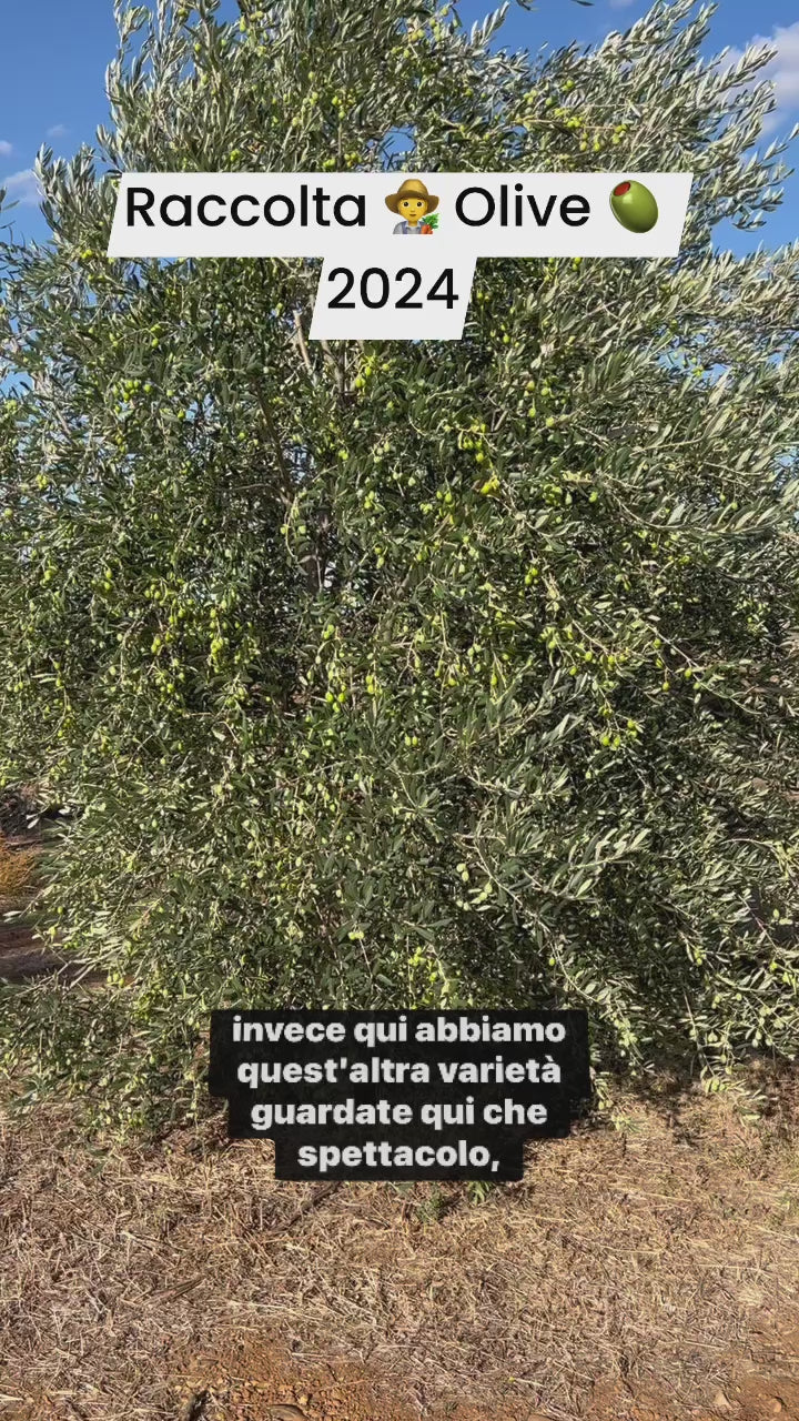 OLIO EXTRA VERGINE DI OLIVA - Coltivato in Basilicata, Italia.