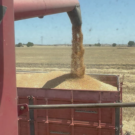 GRANO DURO INTEGRALE  - Coltivato in Basilicata, Italia.