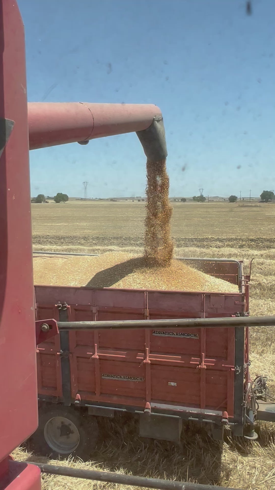 GRANO DURO INTEGRALE  - Coltivato in Basilicata, Italia.