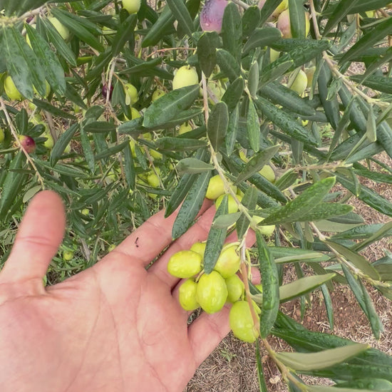 OLIO EXTRA VERGINE DI OLIVA - Coltivato in Basilicata, Italia.