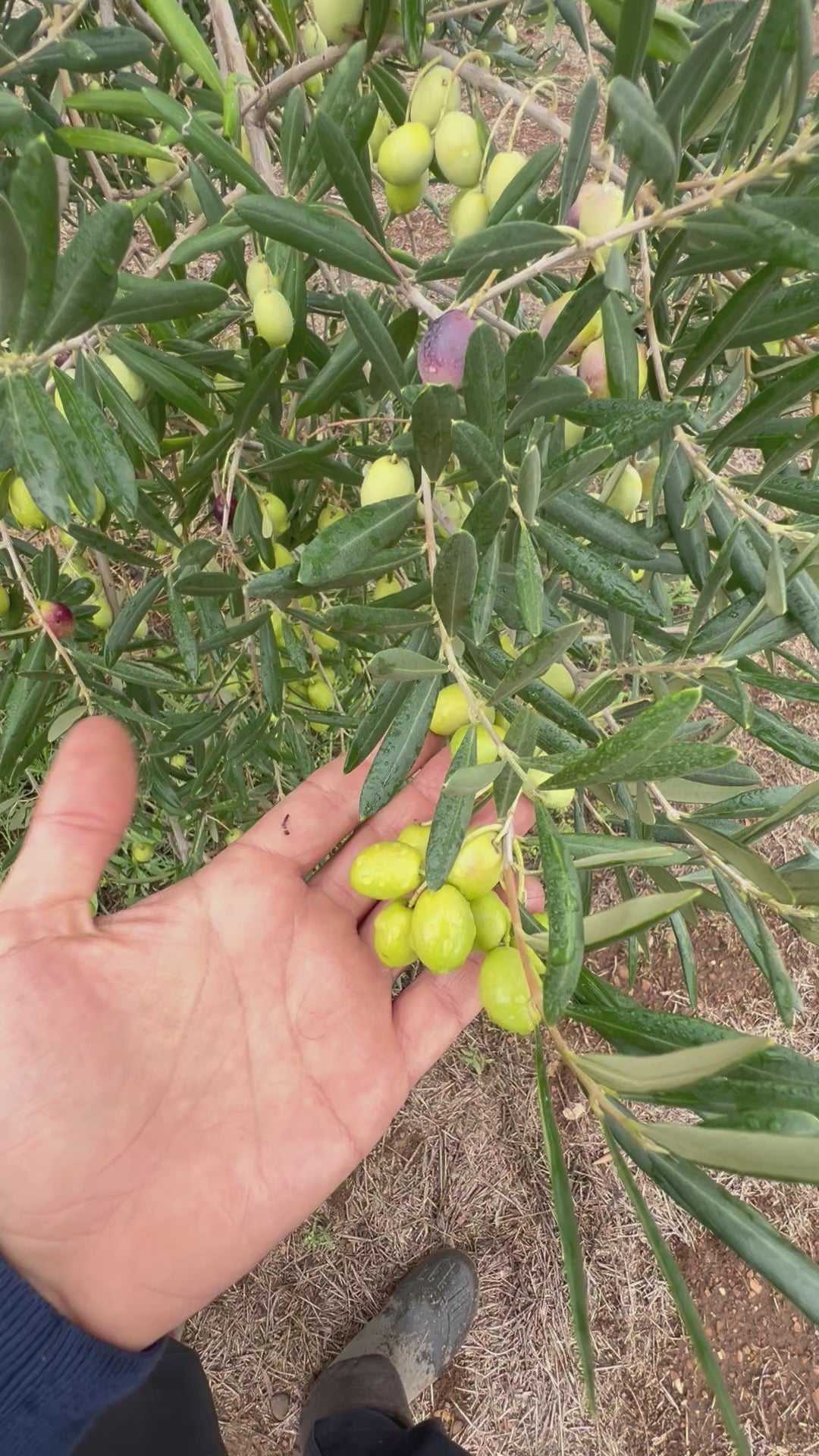 OLIO EXTRA VERGINE DI OLIVA - Coltivato in Basilicata, Italia.