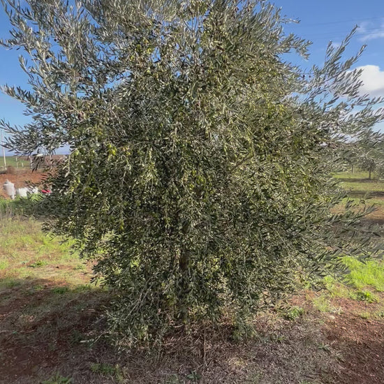 OLIO EXTRA VERGINE DI OLIVA - Coltivato in Basilicata, Italia.