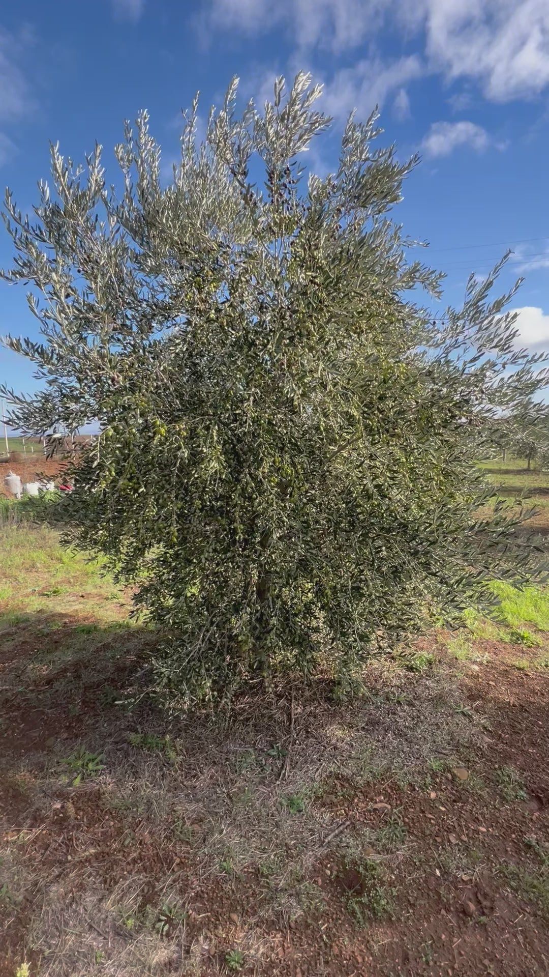 OLIO EXTRA VERGINE DI OLIVA - Coltivato in Basilicata, Italia.