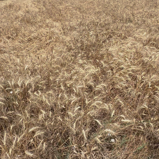 GRANO DURO INTEGRALE  - Coltivato in Basilicata, Italia.