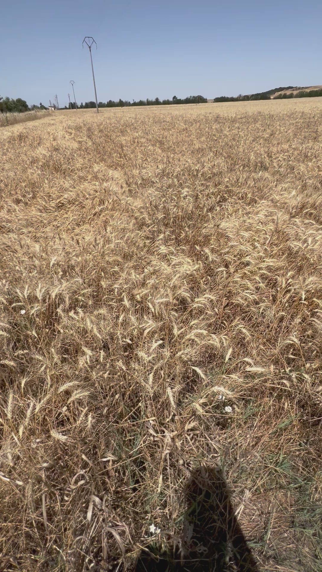 GRANO DURO INTEGRALE  - Coltivato in Basilicata, Italia.